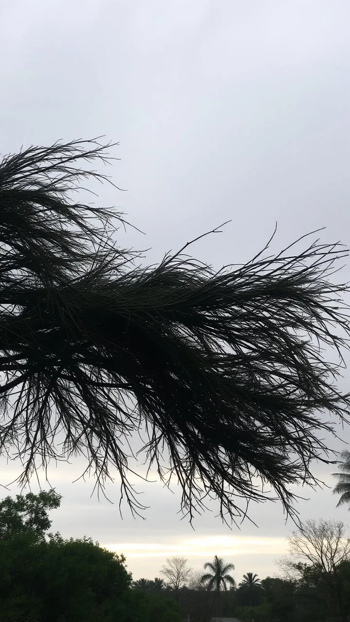 Windblown tree branches