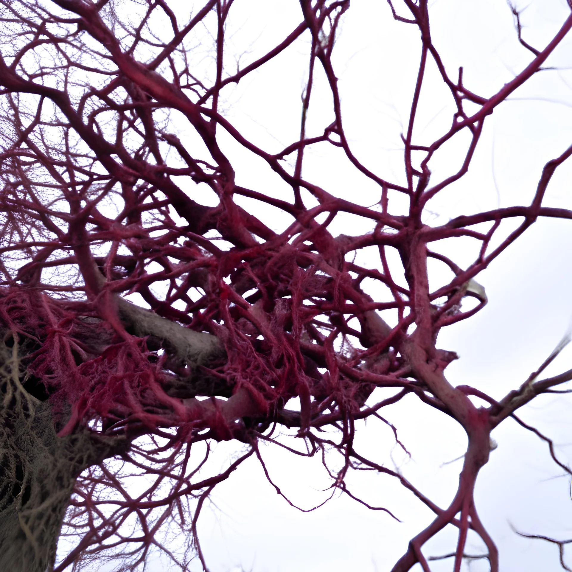 burgundy head out of branches