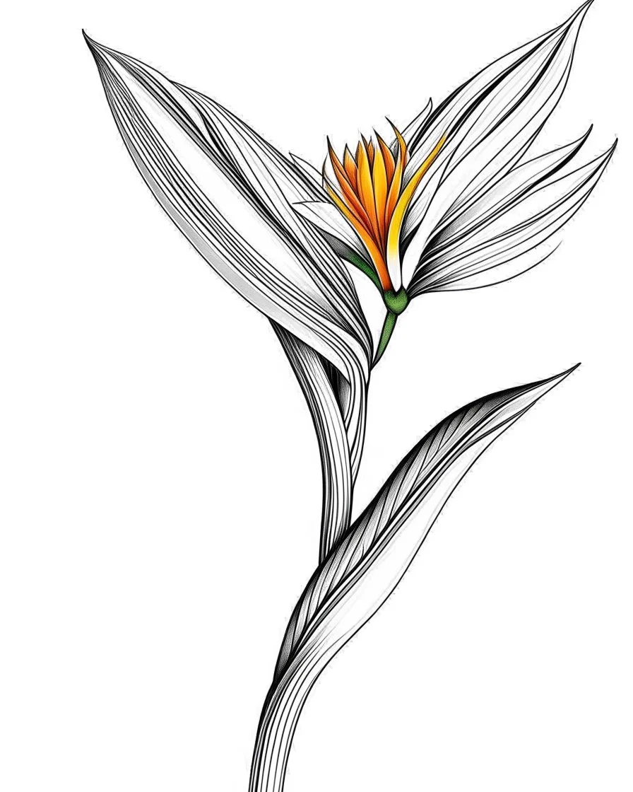 real massive only Bird of Paradise flower, coloring page, no leaves, full body (((((white background))))), only use an outline., real style, line art, white color, clean line art, white background, Sketch style