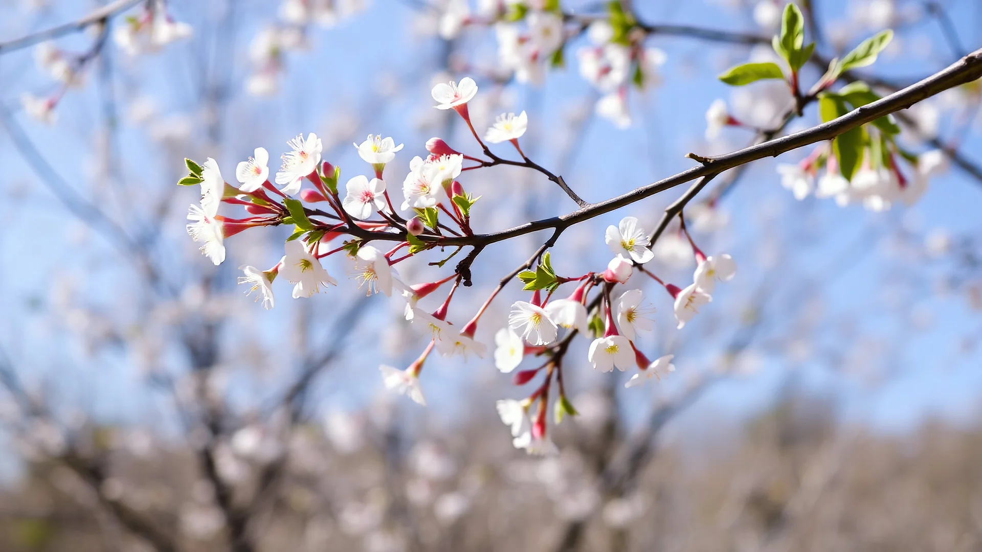 spring background with tree branch.