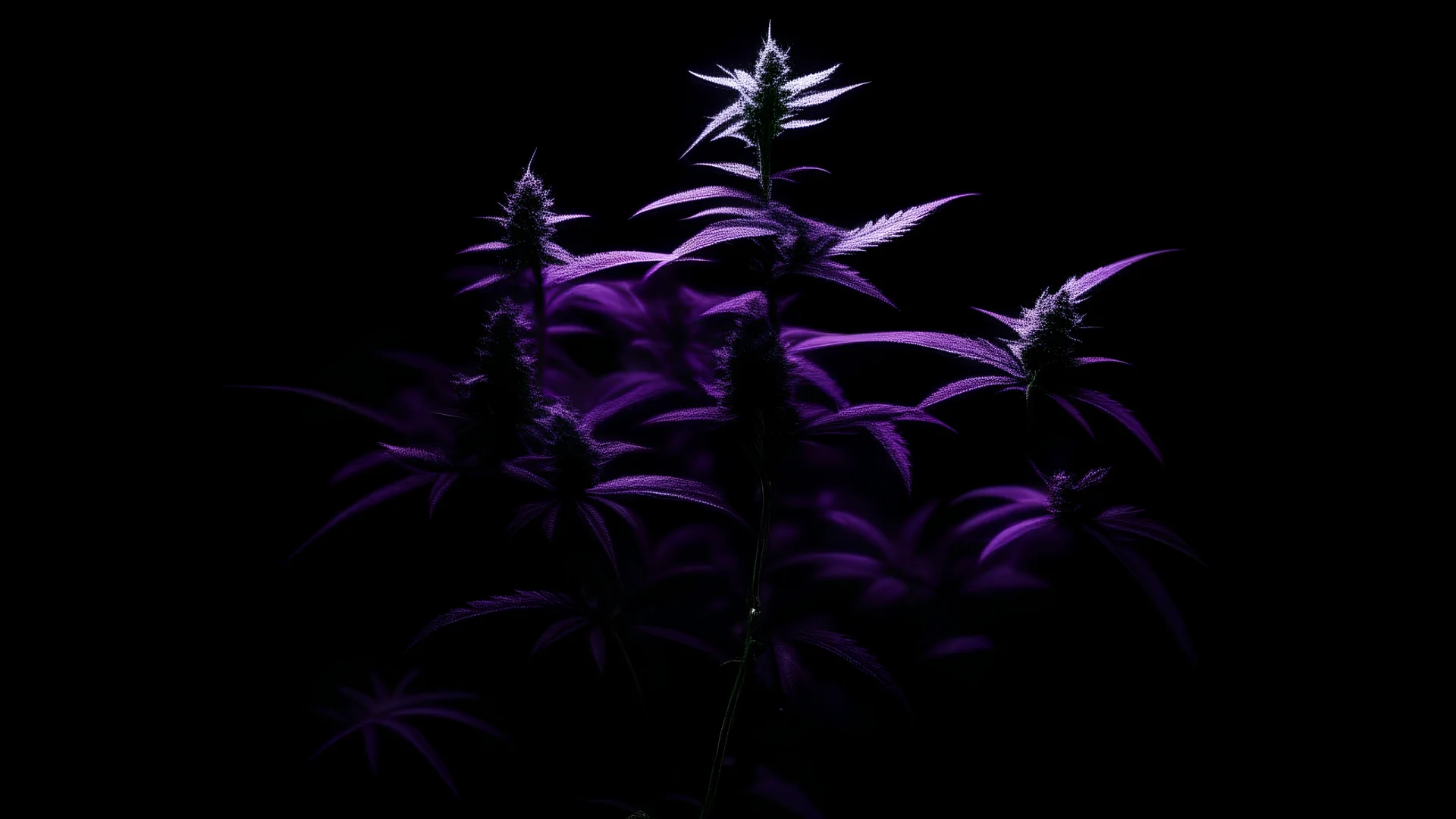 Schwarzer Hintergrund, Nacht, mit kleiner Cannabis Pflanzen in lila Licht