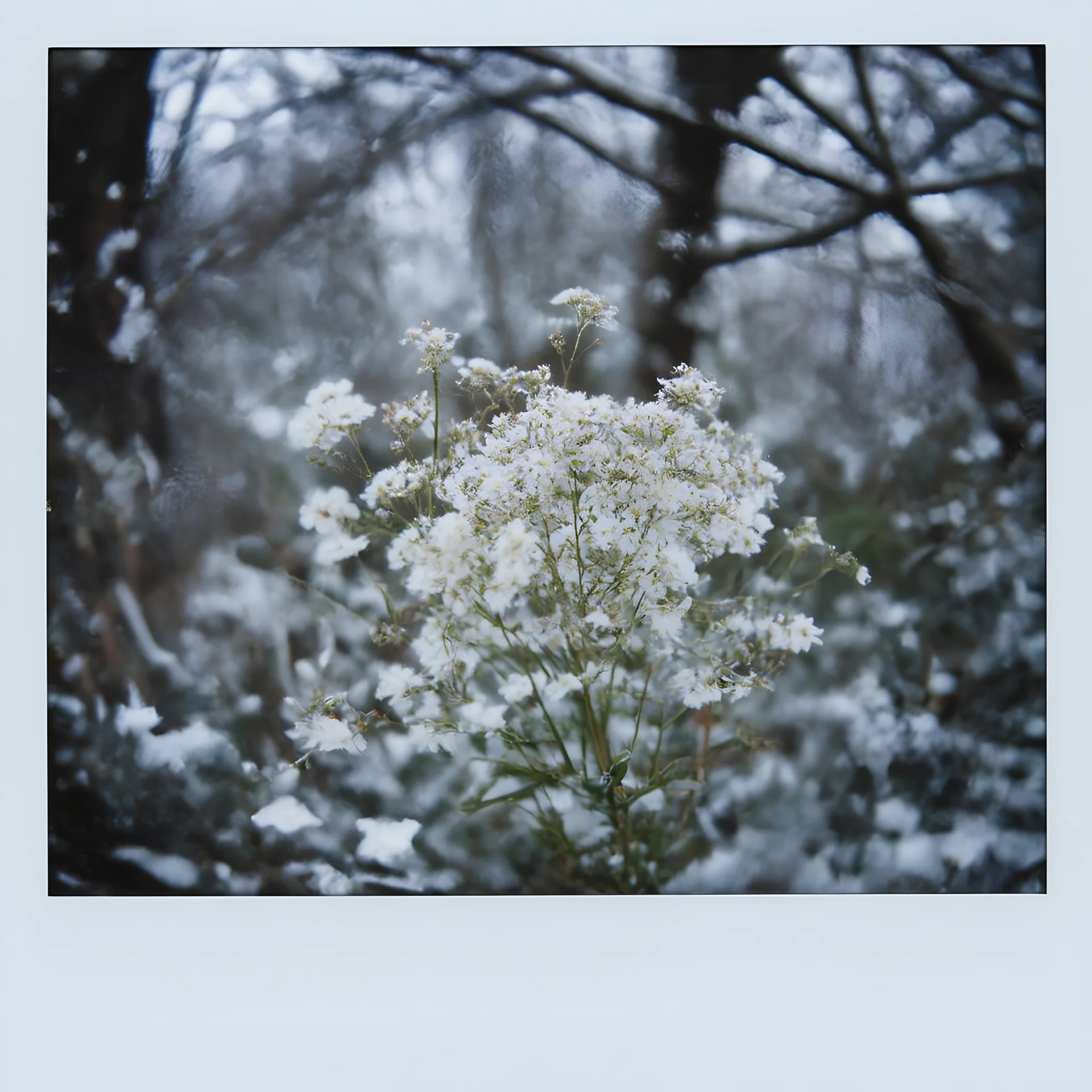 Gypsophila flower in the snowl, polaroid