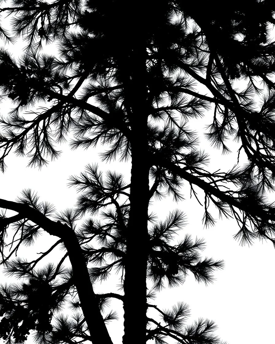 spruce/pine tree silhouette, black on white detailed