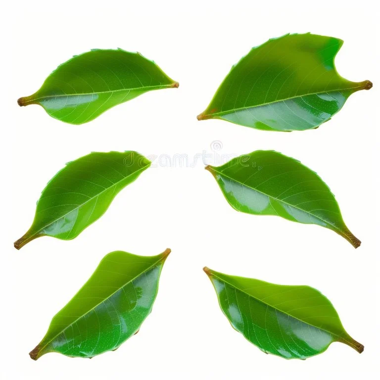 unconnected cherry-plum leaves with jagged edges on a white background, top right is 2 leaves overlapping, stock image