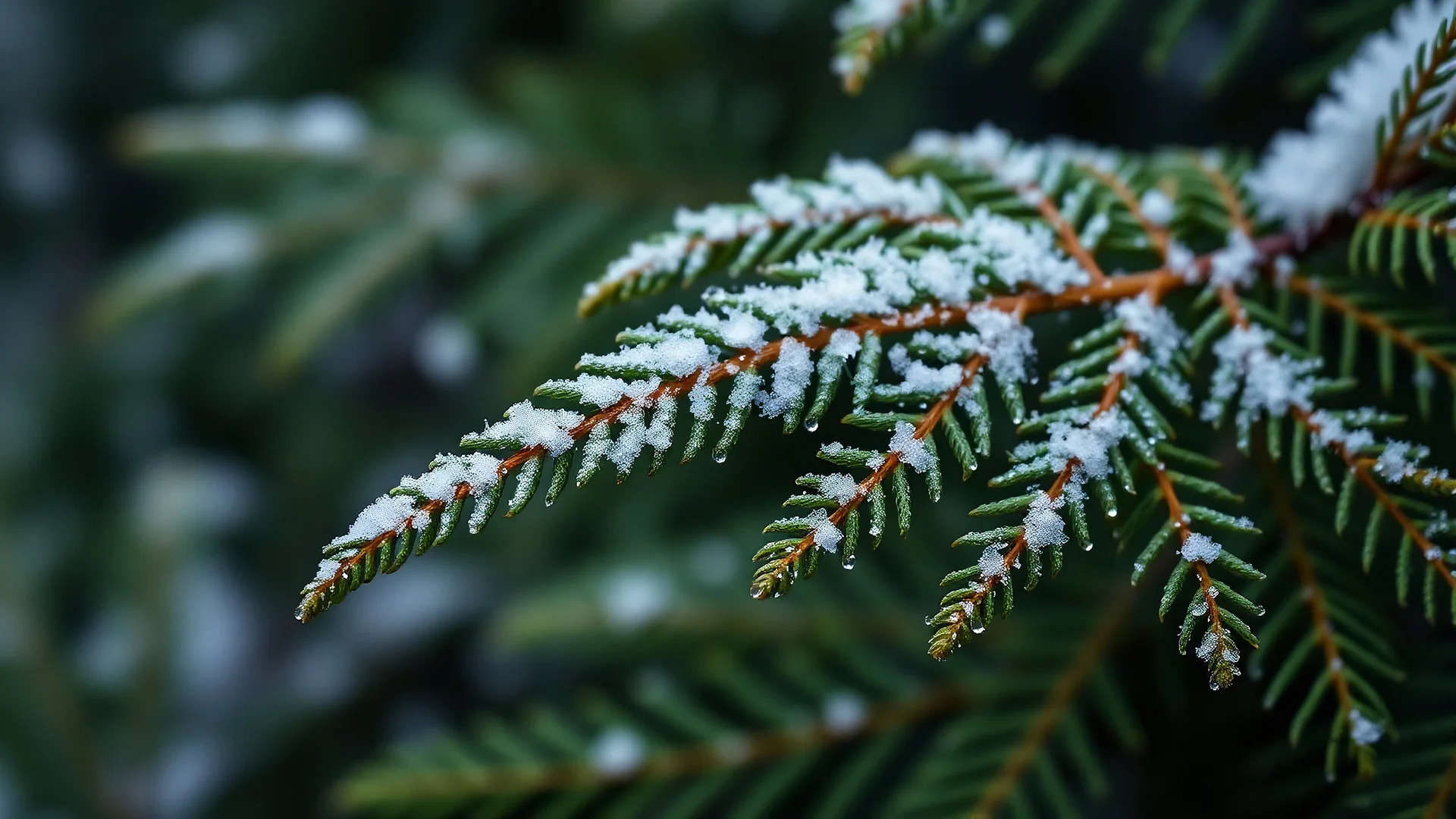 A mesmerizing close-up shot of a fern . Delicate snowflakes glisten, frozen in time, against a magical forest backdrop. The detailed evergreen branches create a vivid and beautiful natural background