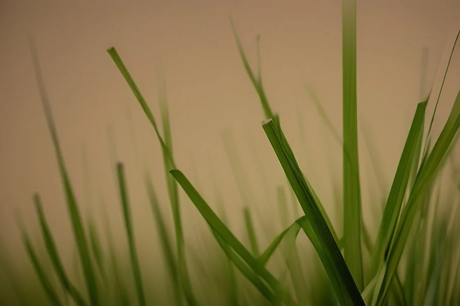 grass by andrea del sarto