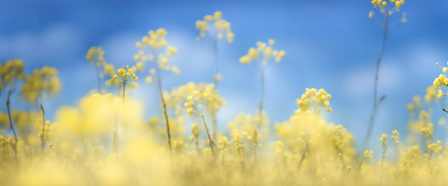 blue sky for top half, across Middle is canola flowers with canola stems branches and leaves below, realistic