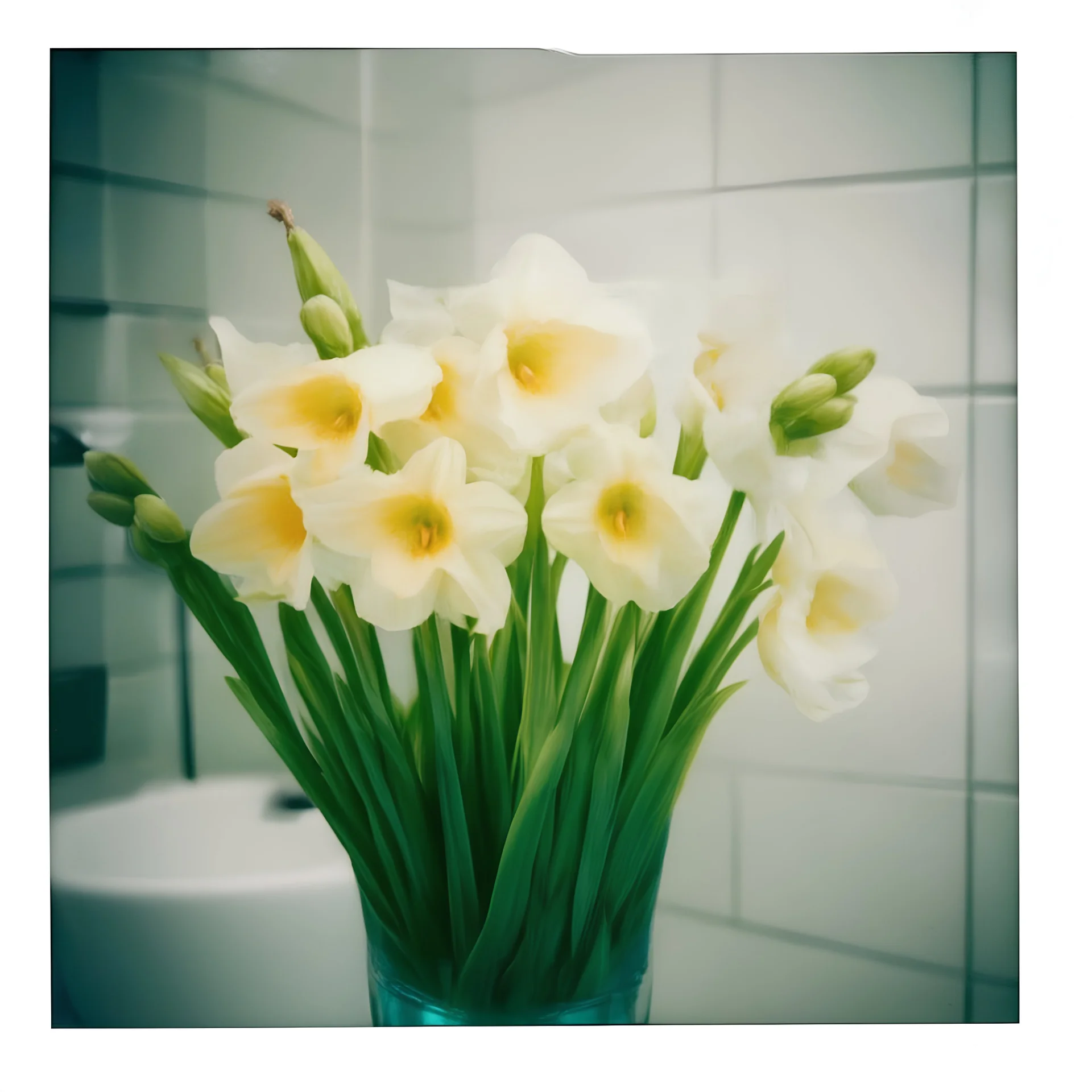 Freesias in the bathroom, polaroid