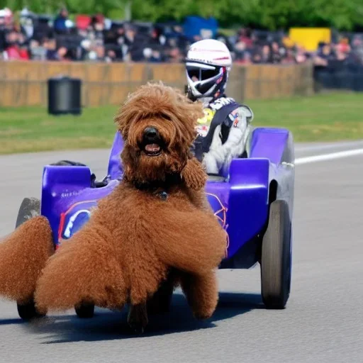 a labradoodle racing in a race car