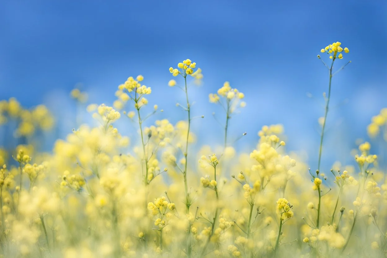 bottom is detailed canola flowers blooming with green stems, top is sky, photography,