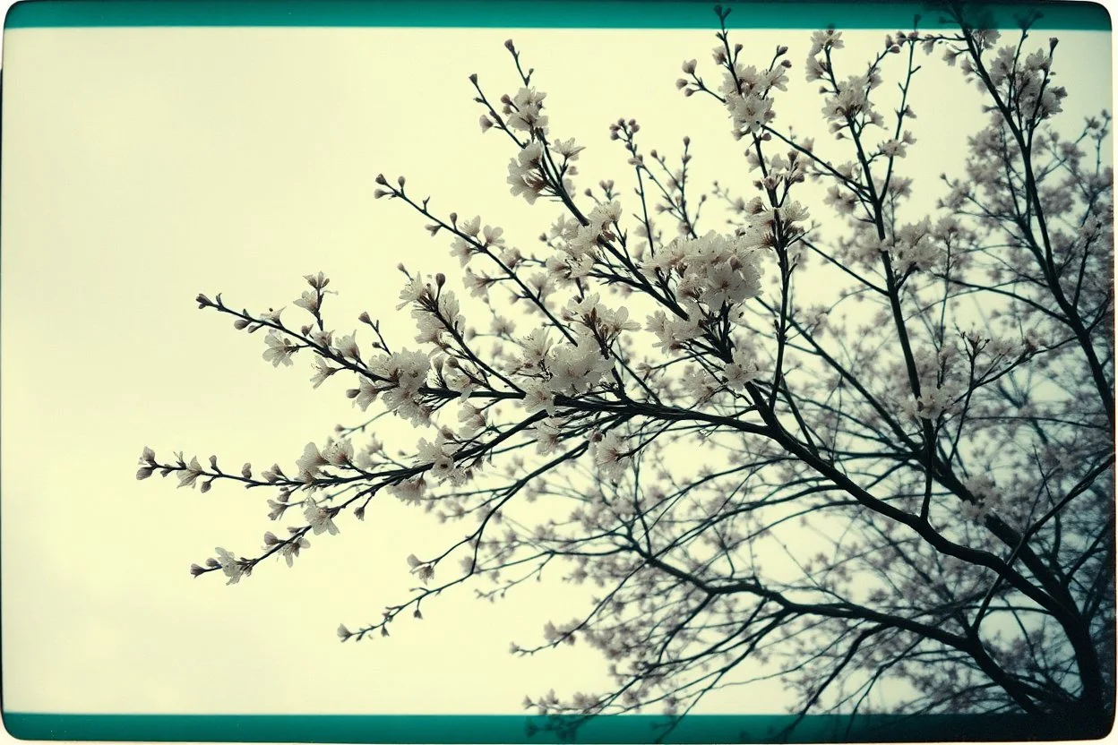 Melancholic, ultra-realistic vintage polaroid photograph of a blossoming branches of a tree, soft light of a cloudy sky, atmosphere of quiet sadness and timeless beauty, cinematic, hyper-detailed, emotional and mesmerizing, bloom, lo-fi