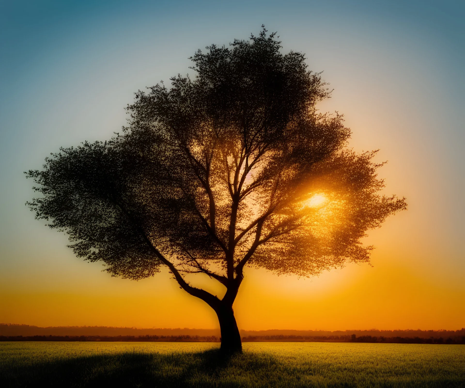 Tree on field, sunset