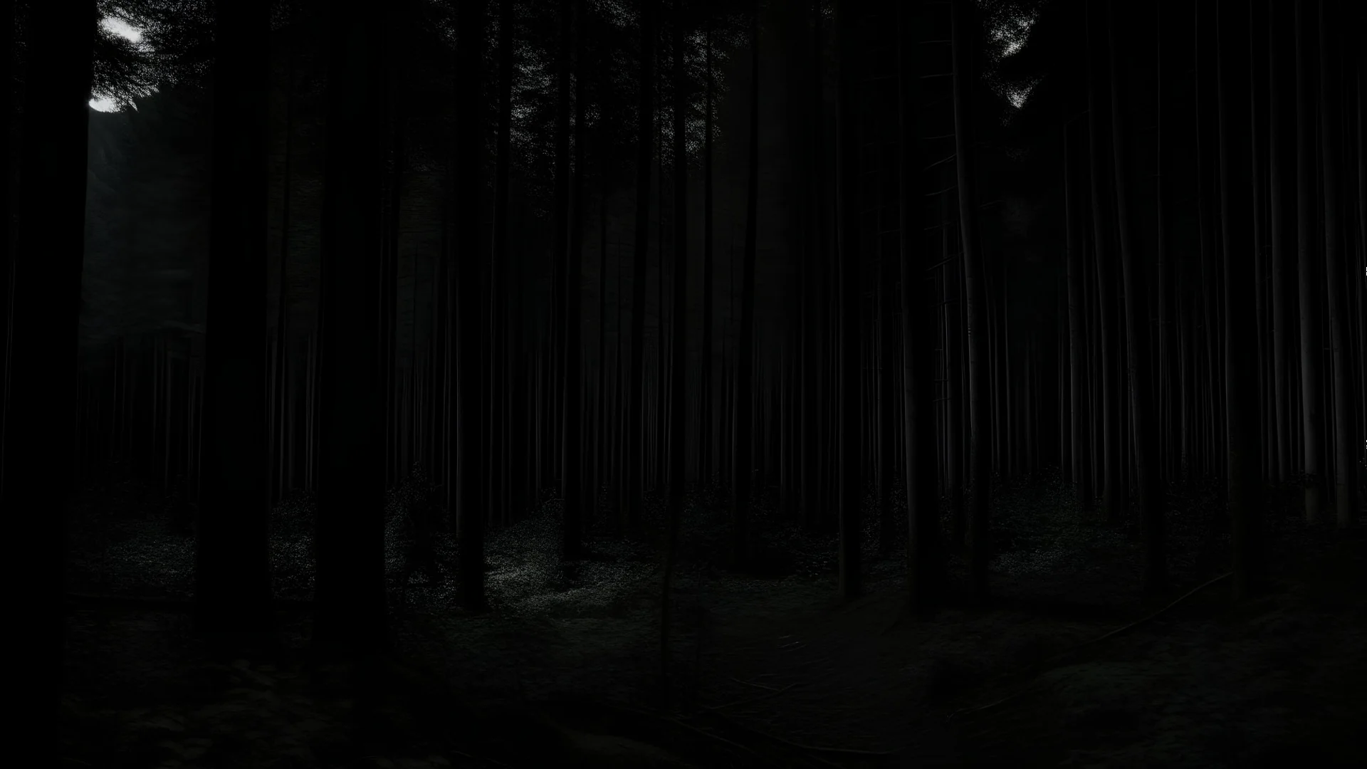 A forest on a very dark night, dense trees. no light