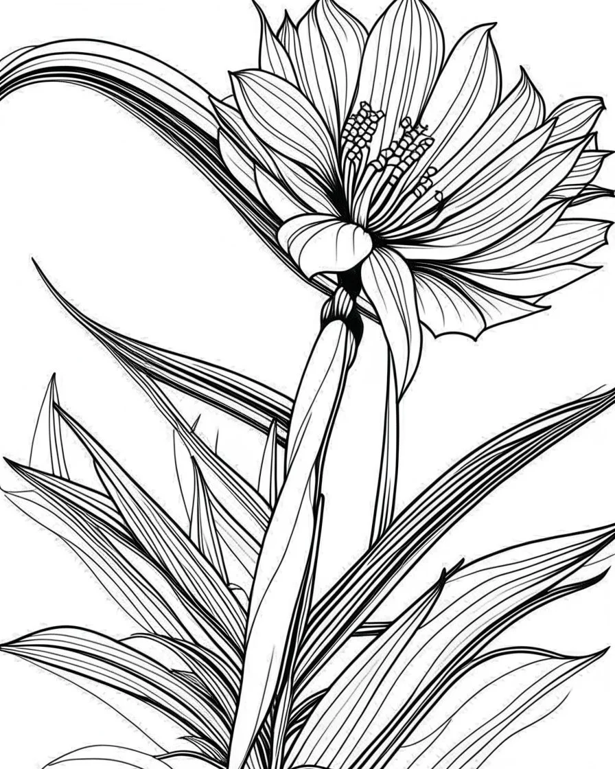 real massive Bird of Paradise flower coloring page