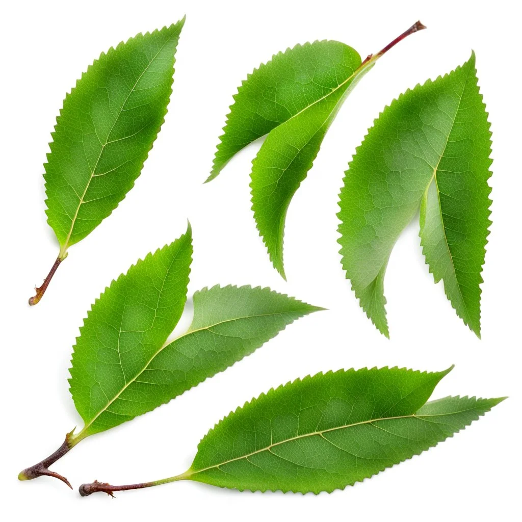 unconnected cherry-plum leaves on a white background