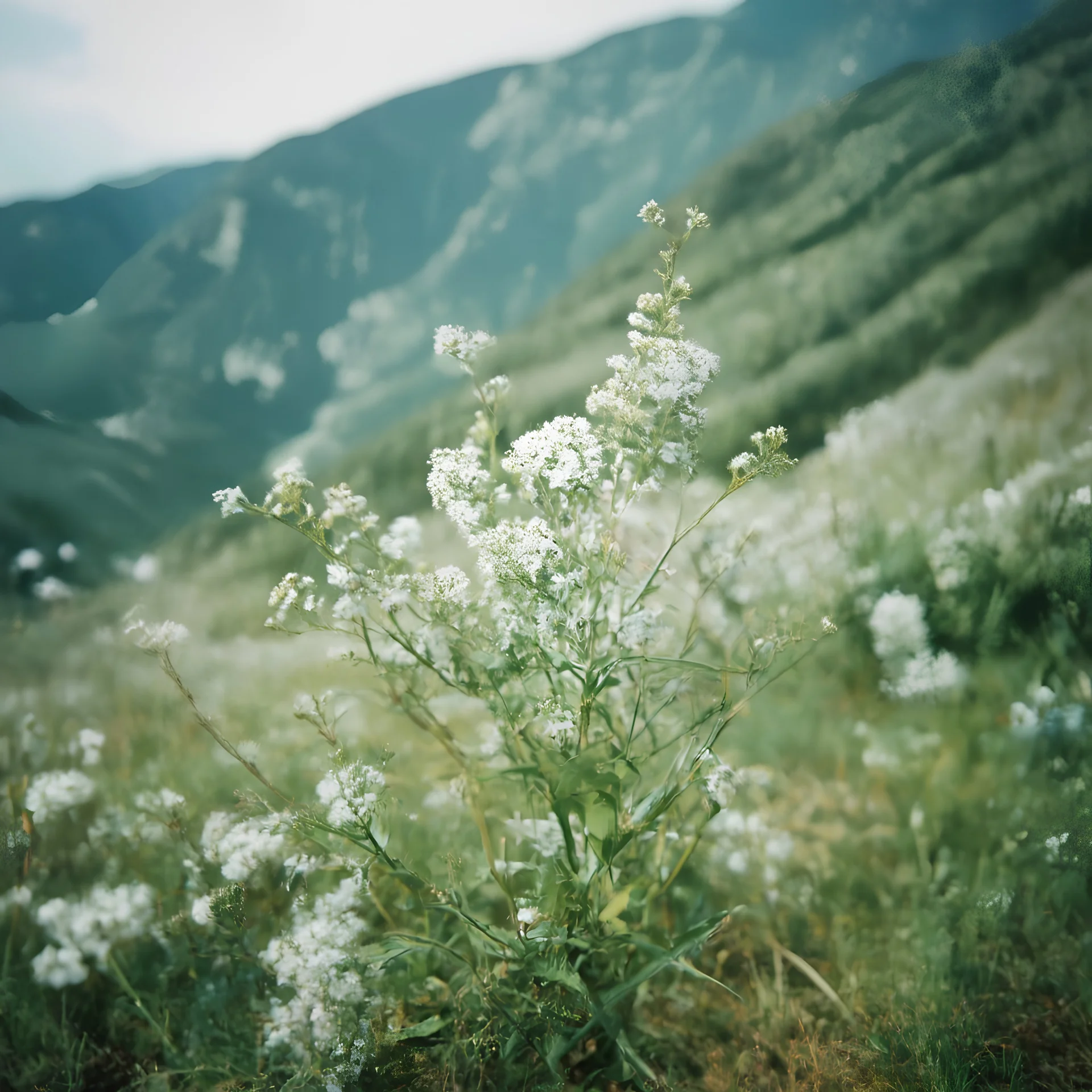 Dusty Miller foliage in the mountains, autochrome
