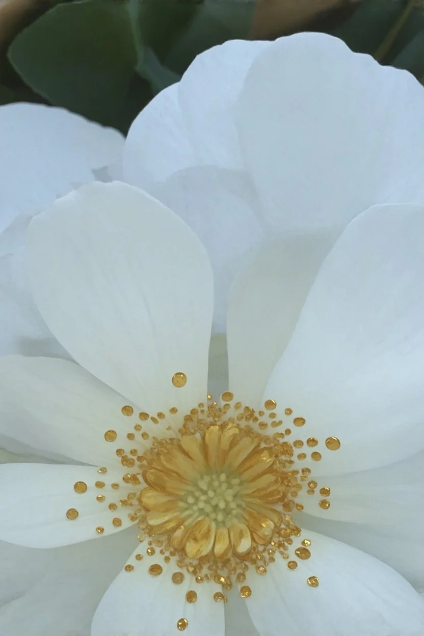 Please change the white flower pattern to dots similar to a Kusama pumpkin and outline the white petals with Iridescent golden elements inspired by Klimt