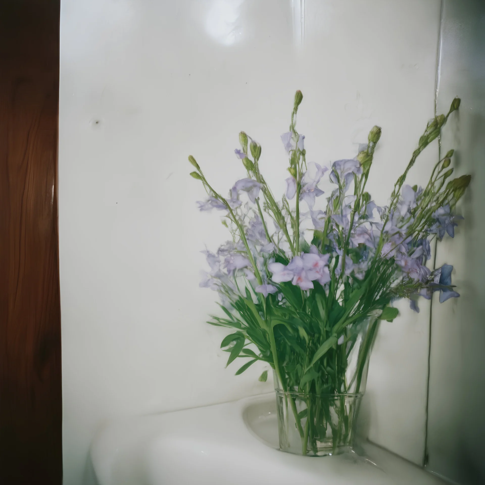 bellflowers in the bathroom, polaroid