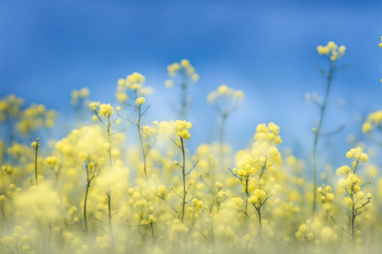 bottom is detailed canola with green stems and branches, top is sky, photography,