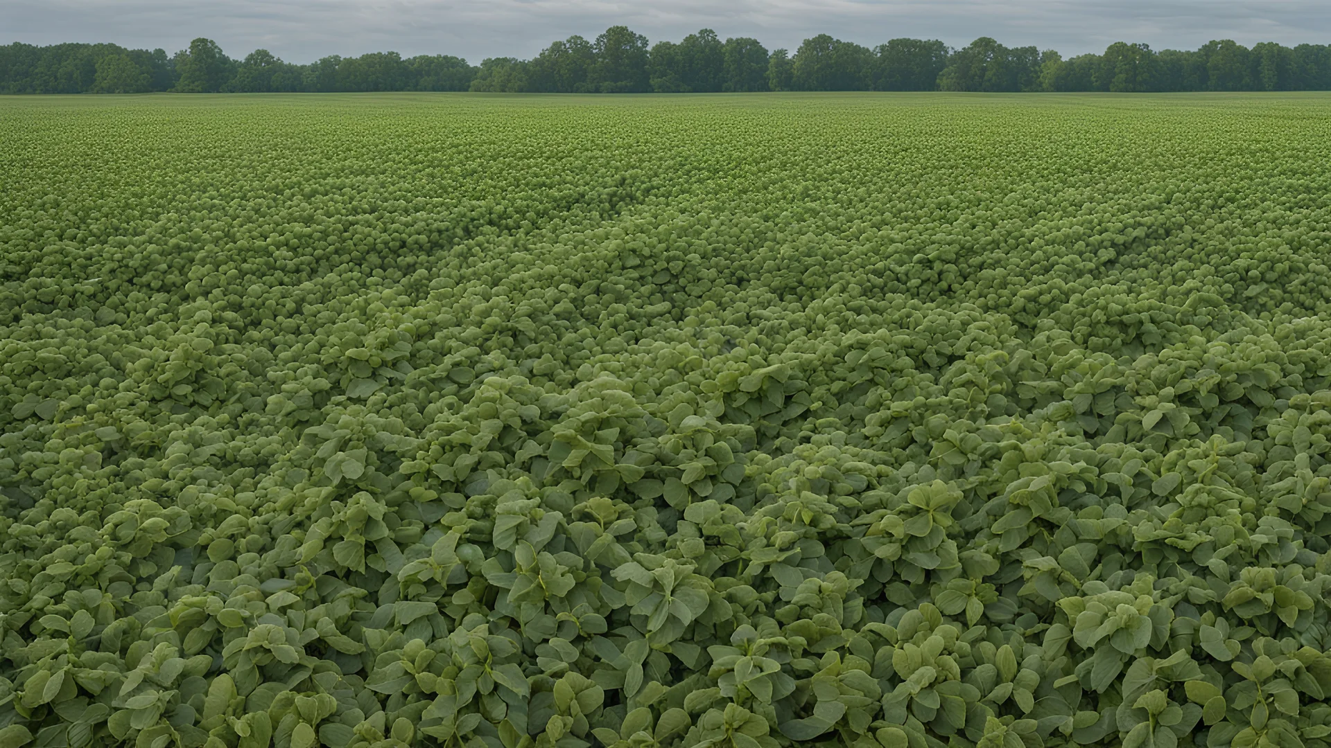 a field with soybeans