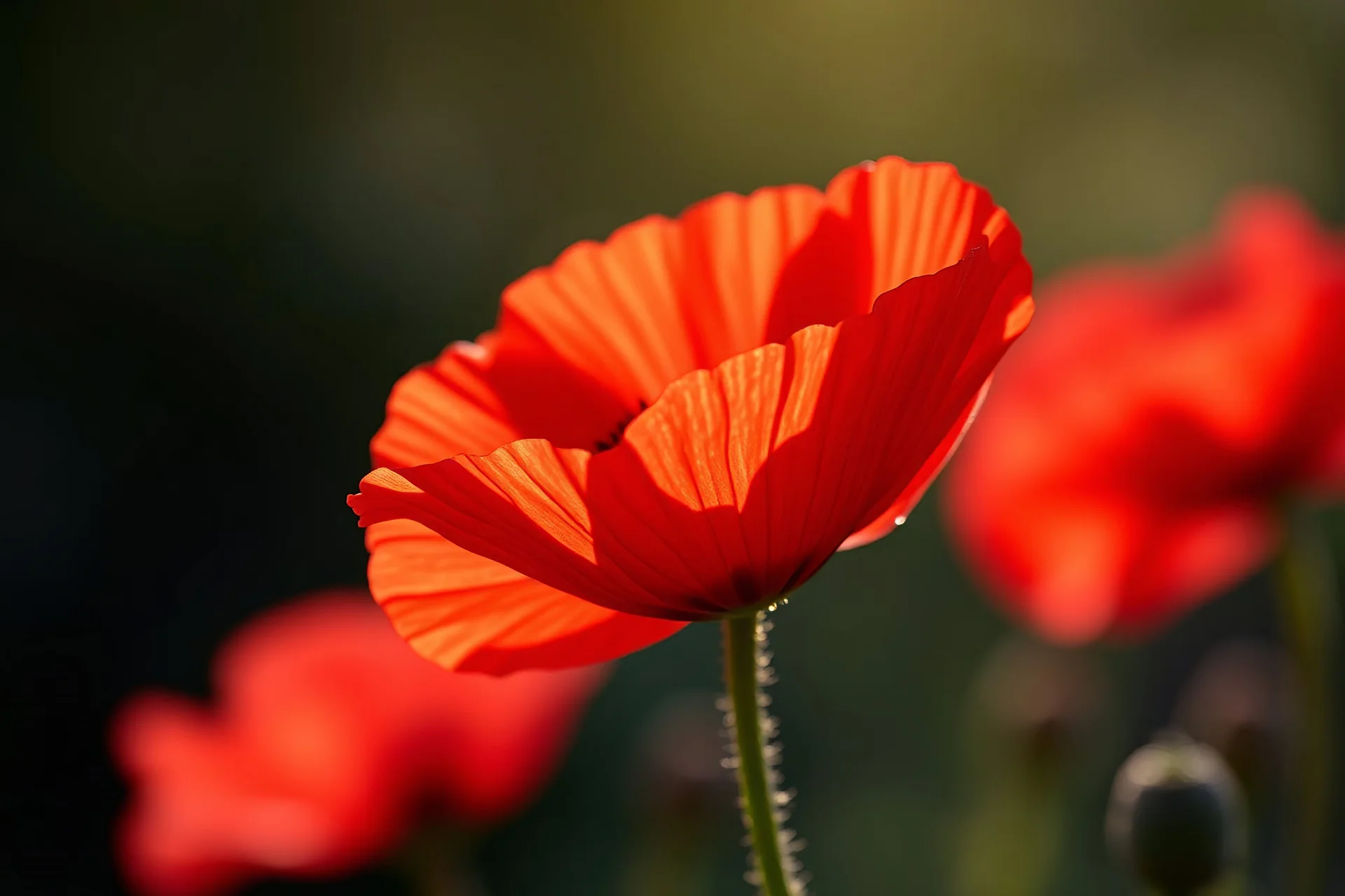 Beautiful poppy flower red red on the spring and beautiful little flowers crepe petals sunny morning indirect sun ray on, Miki Asai Macro photography, entire but close-up, hyper detailed, in focus, sharp focus, studio photo, intricate details, highly detailed,