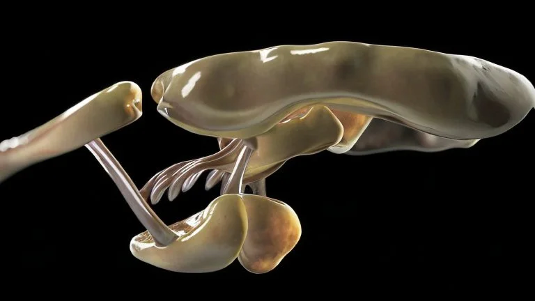 a picture of a dark, comedic, anatomically correct skull of a smiley face, photo realistic, highly detailed, yellow, old, part of a collection of bones on display on a scientists shelving