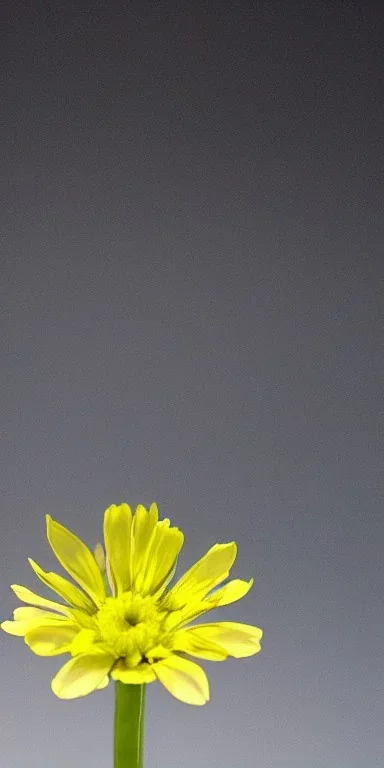 photograph of single flower in glass stem