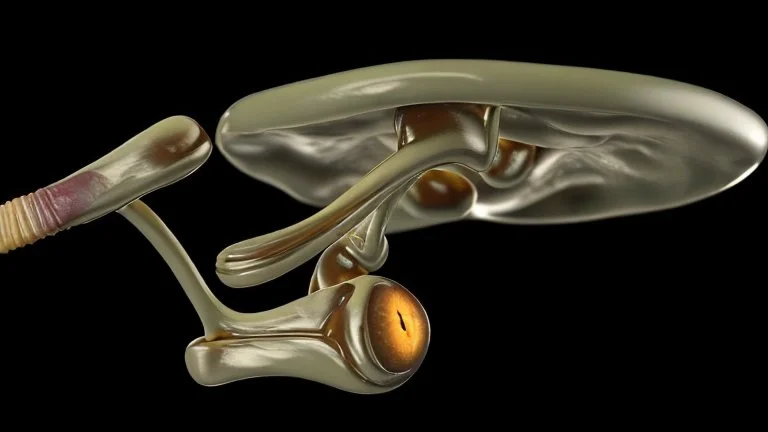 a picture of a dark, comedic, anatomically correct skull of a smiley face, photo realistic, highly detailed, yellow, old, part of a collection of bones on display on a scientists shelving