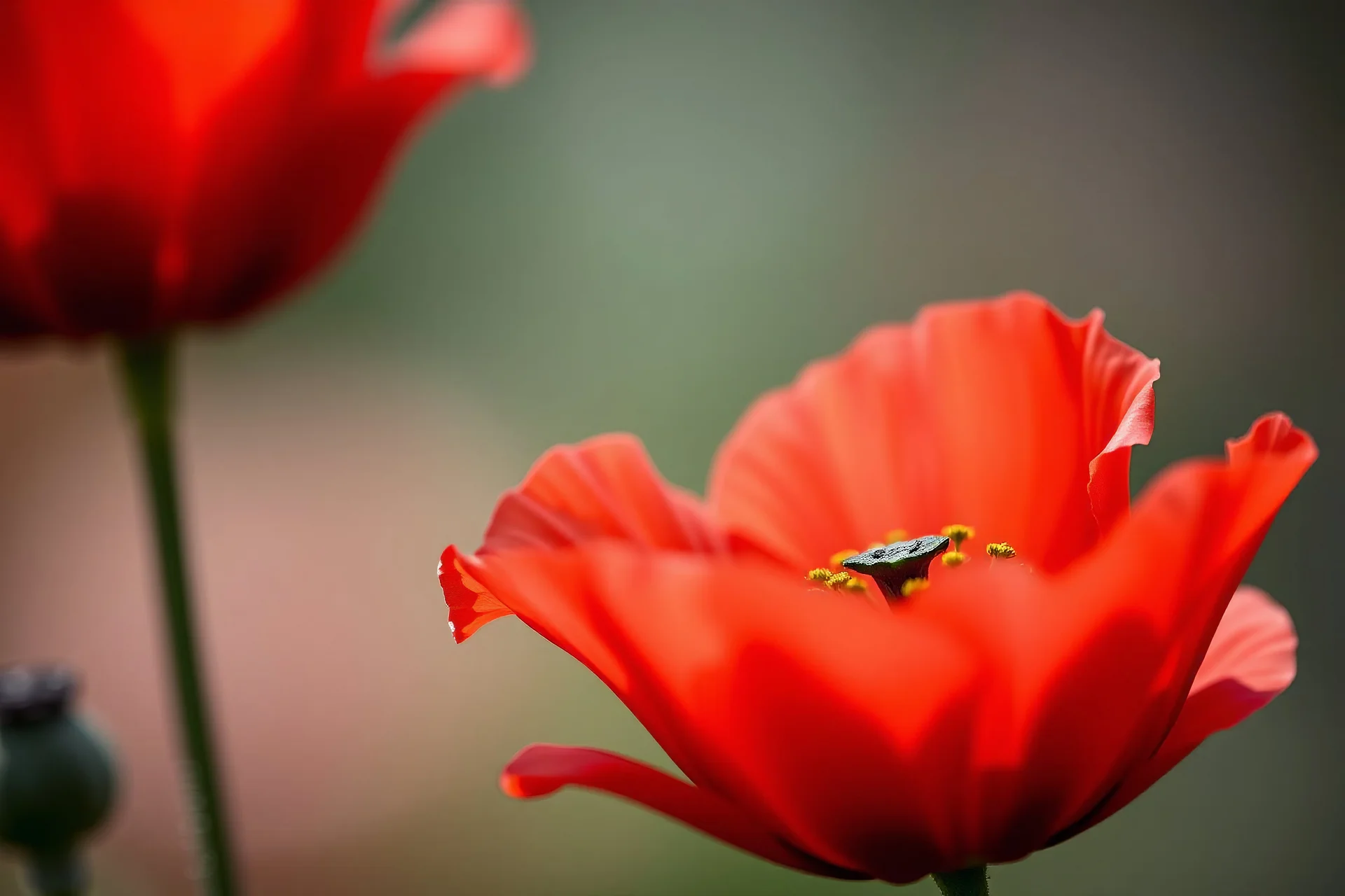 Beautiful poppy flower red red on the spring and beautiful little flowers crepe petals indirect light, center visible, Macro photography, entire but close-up, hyper detailed, in focus, studio photo, intricate details, highly detailed,