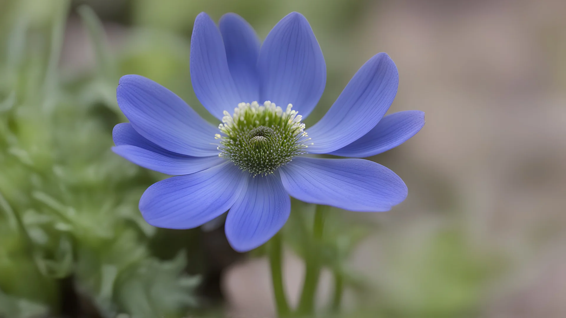 Anemone blanda 'blue shades'