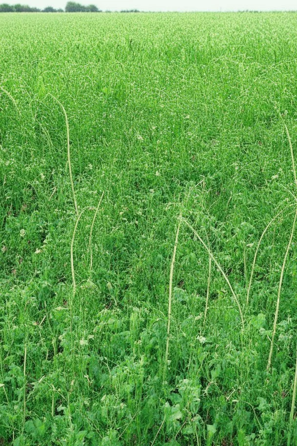 cover crops agriculture