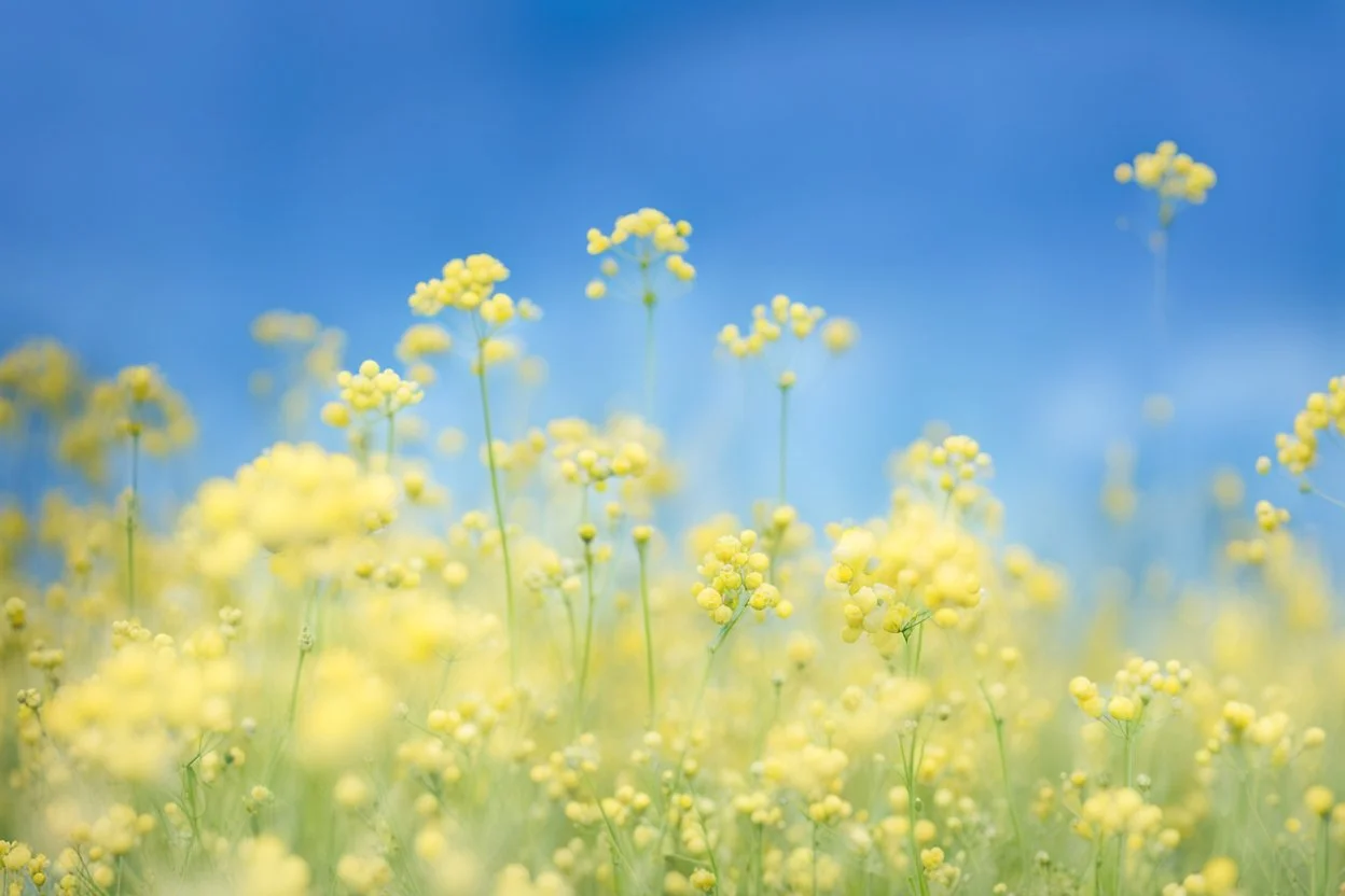 bottom half canola plants detailed, top half sky