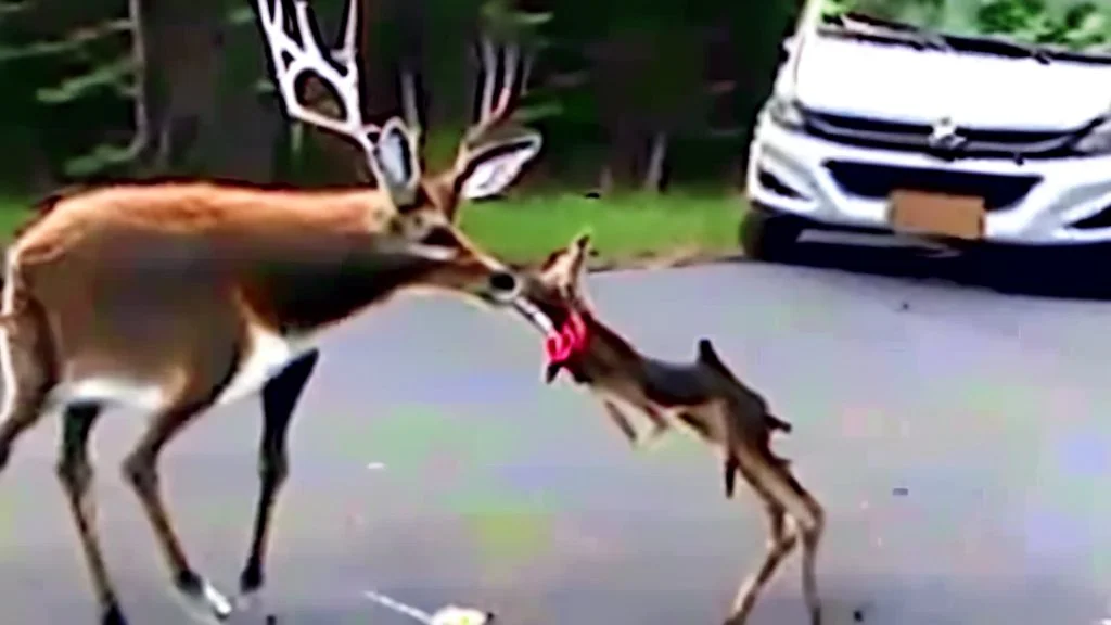 lady upset after hitting deer with her budget moving van car