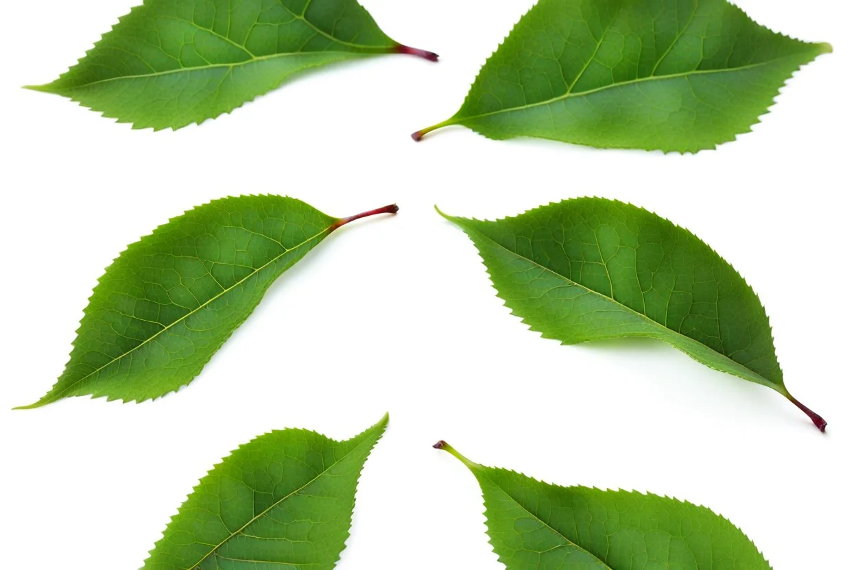 plum-cherry leaves on white background, stock image