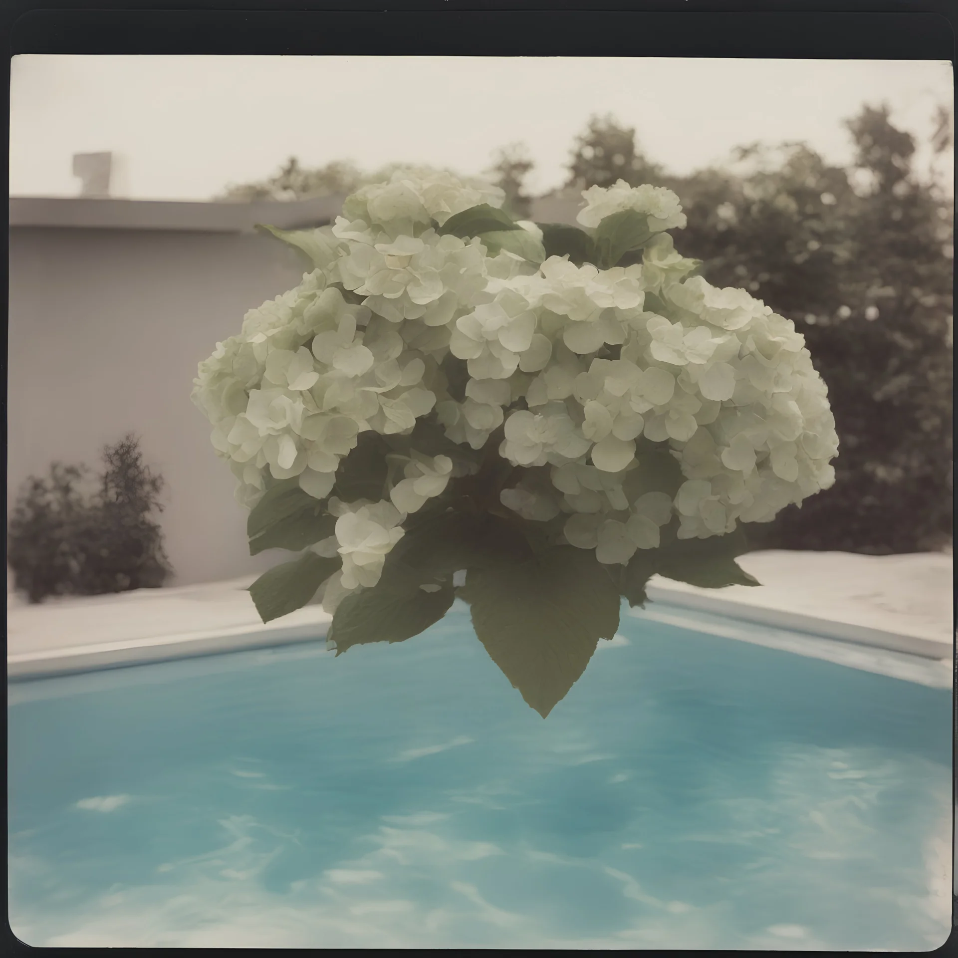 Hydrangea in a swimming pool, old polaroid 1960s