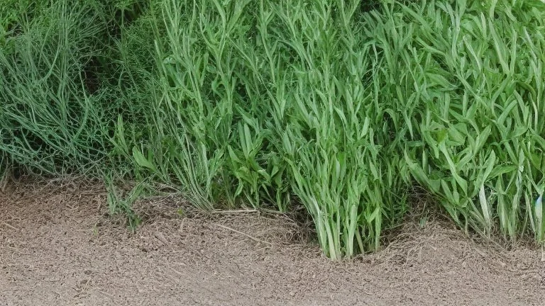 fennel, and turmeric plants side by side separated by a line