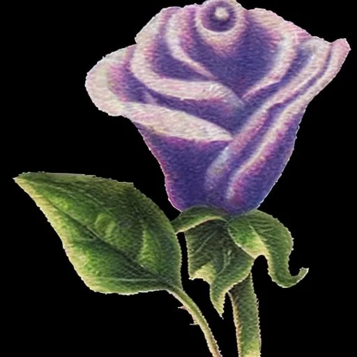 purple flower, greeting card illustration