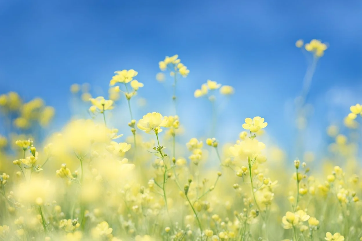 bottom half canola plants, top half sky