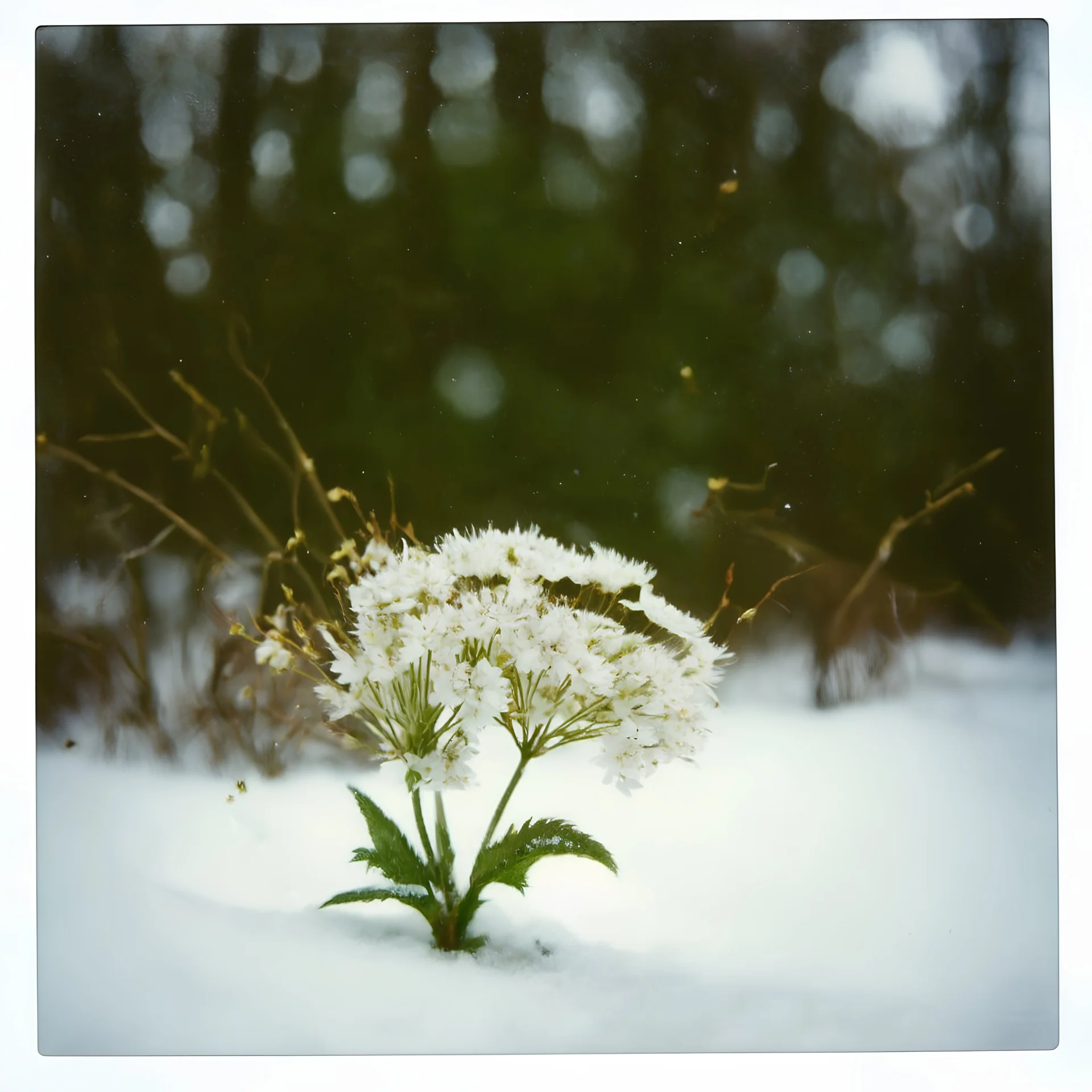 Gypsophila flower in the snow, polaroid