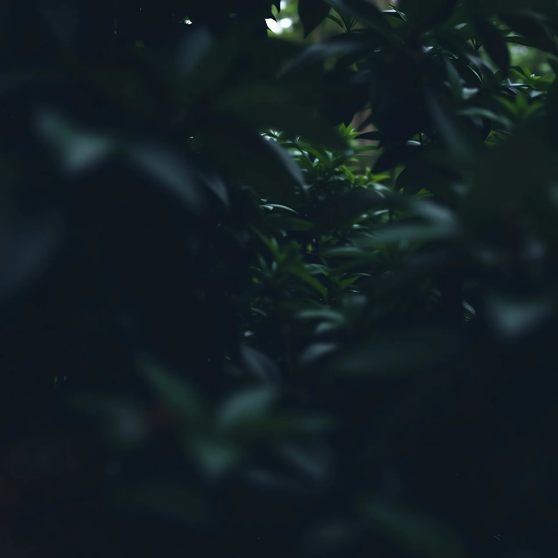 through lush dark foliage, camera focus, blur, photo