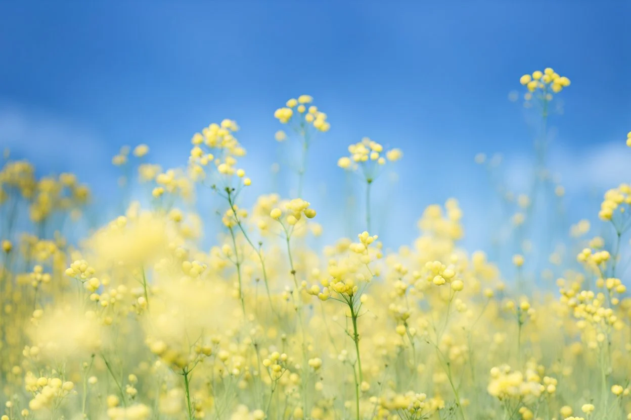 bottom is detailed canola in full bloom with side branches, top is sky, photography, darken stems compared to reference