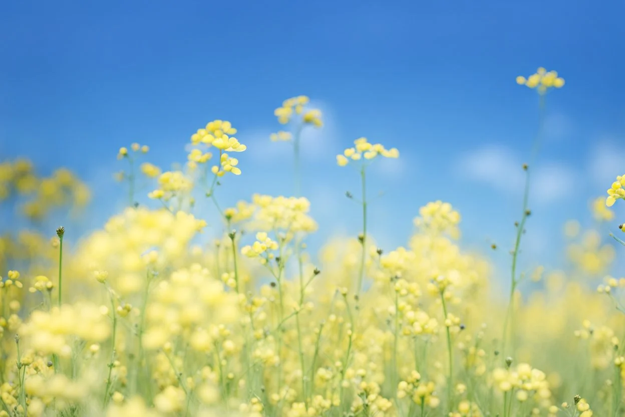 bottom half canola plants detailed, top half sky