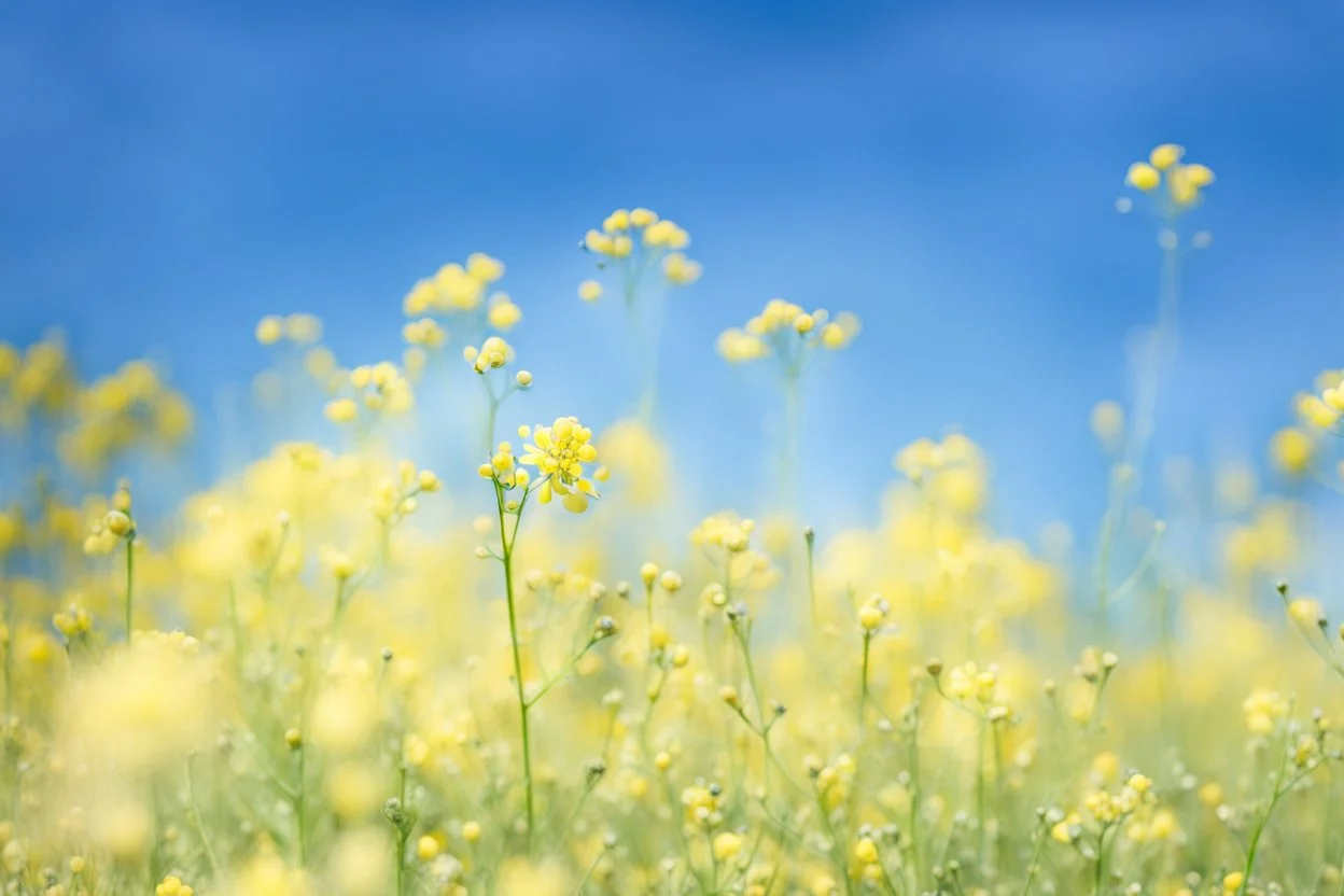 bottom half canola plants detailed, top half sky