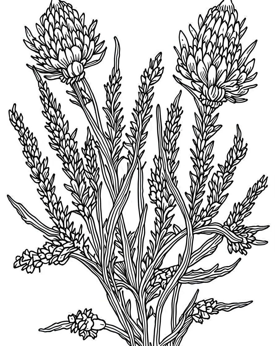 real massive Lavender flower coloring page