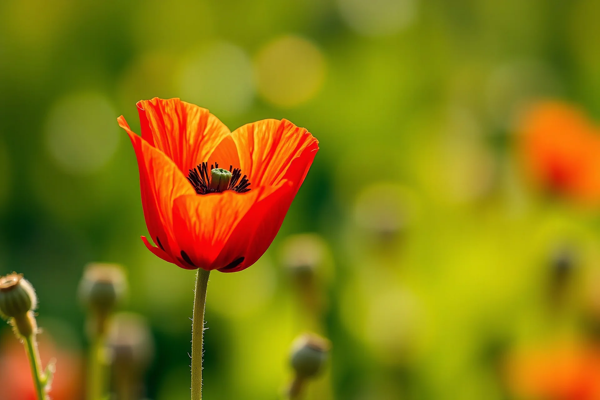 Beautiful poppy flower red red on the spring and beautiful little flowers arraund sunny morning indirect sun ray on, Miki Asai Macro photography, entire but close-up, hyper detailed, trending on artstation, sharp focus, studio photo, intricate details, highly detailed,