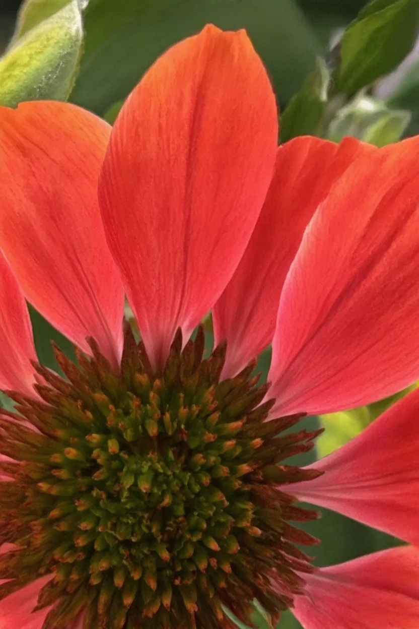 flower; Lowbrow Aestheticism
