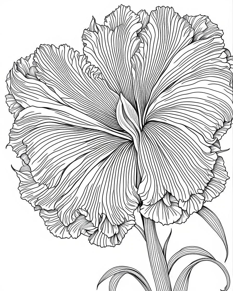 real massive Iris flower coloring page