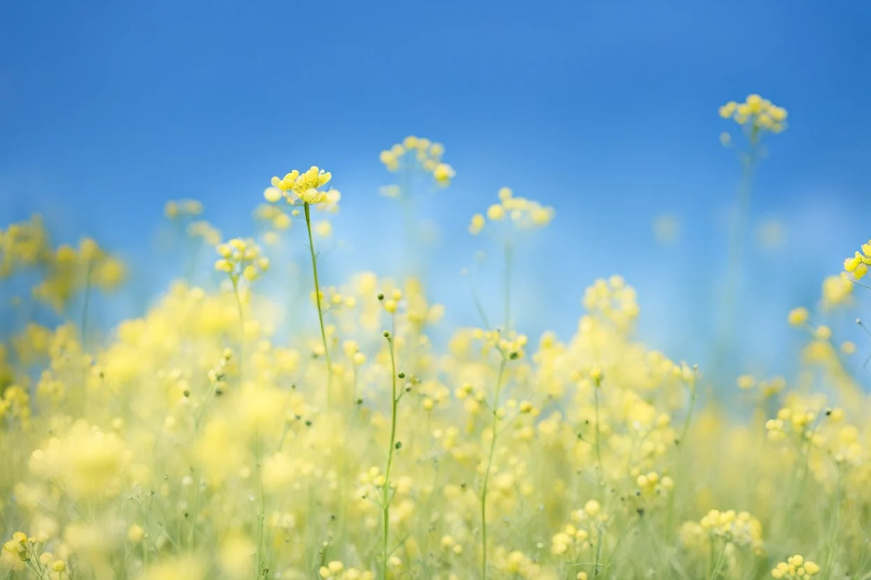 bottom half canola plants detailed, top half sky