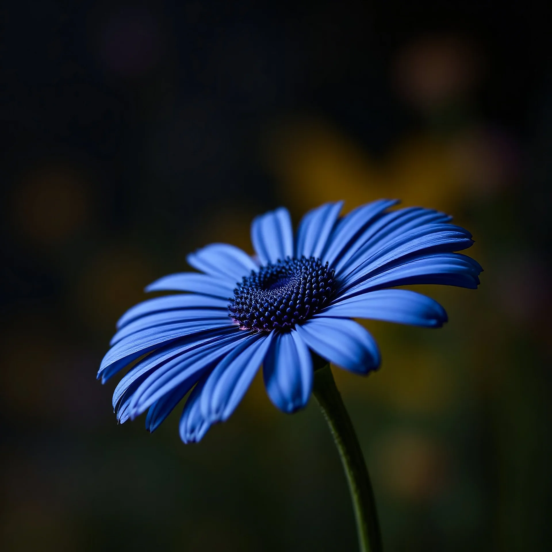 Create dark big blue daisy and dark multicoloured background