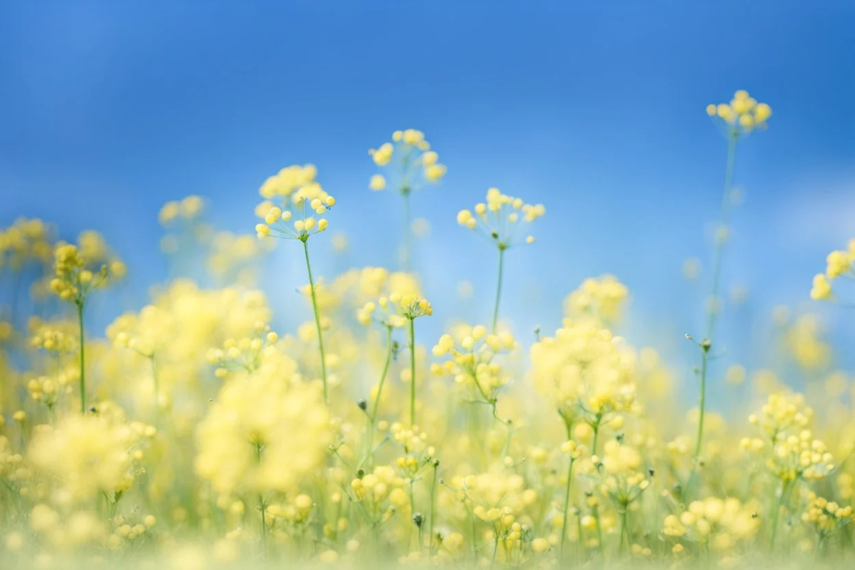 bottom half canola plants detailed, top half sky